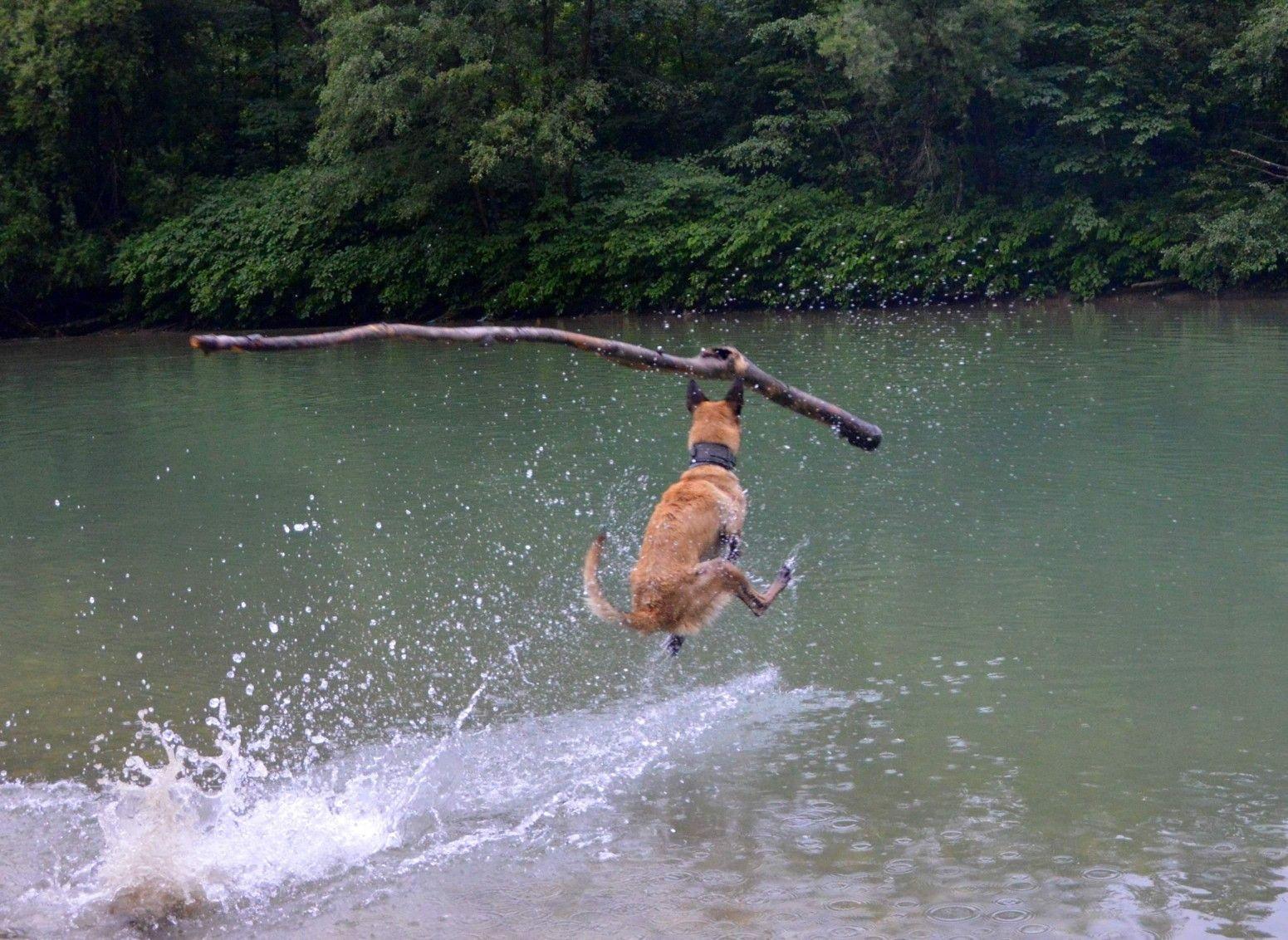 Los perros también se bañan