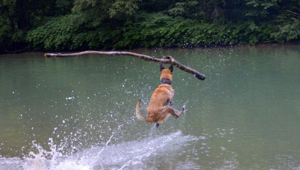 Los perros también se bañan